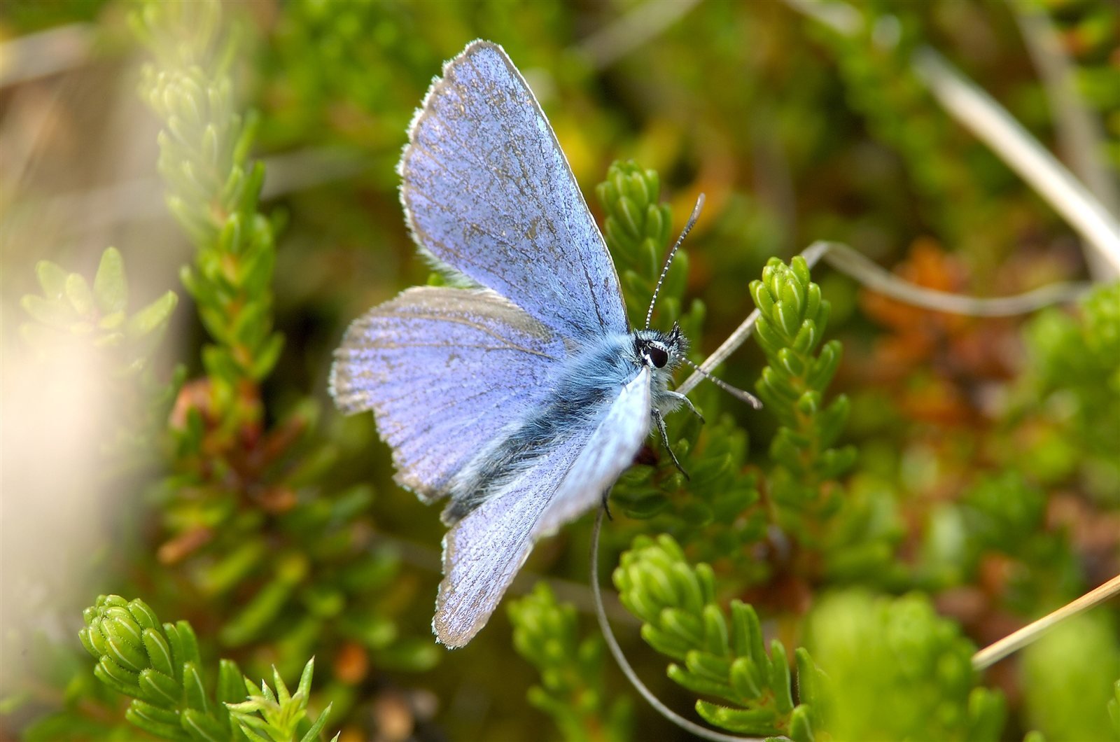 Blåfugl på hede – en del af den mangfoldige natur, Danmarks Naturfredningsforening kæmper for
