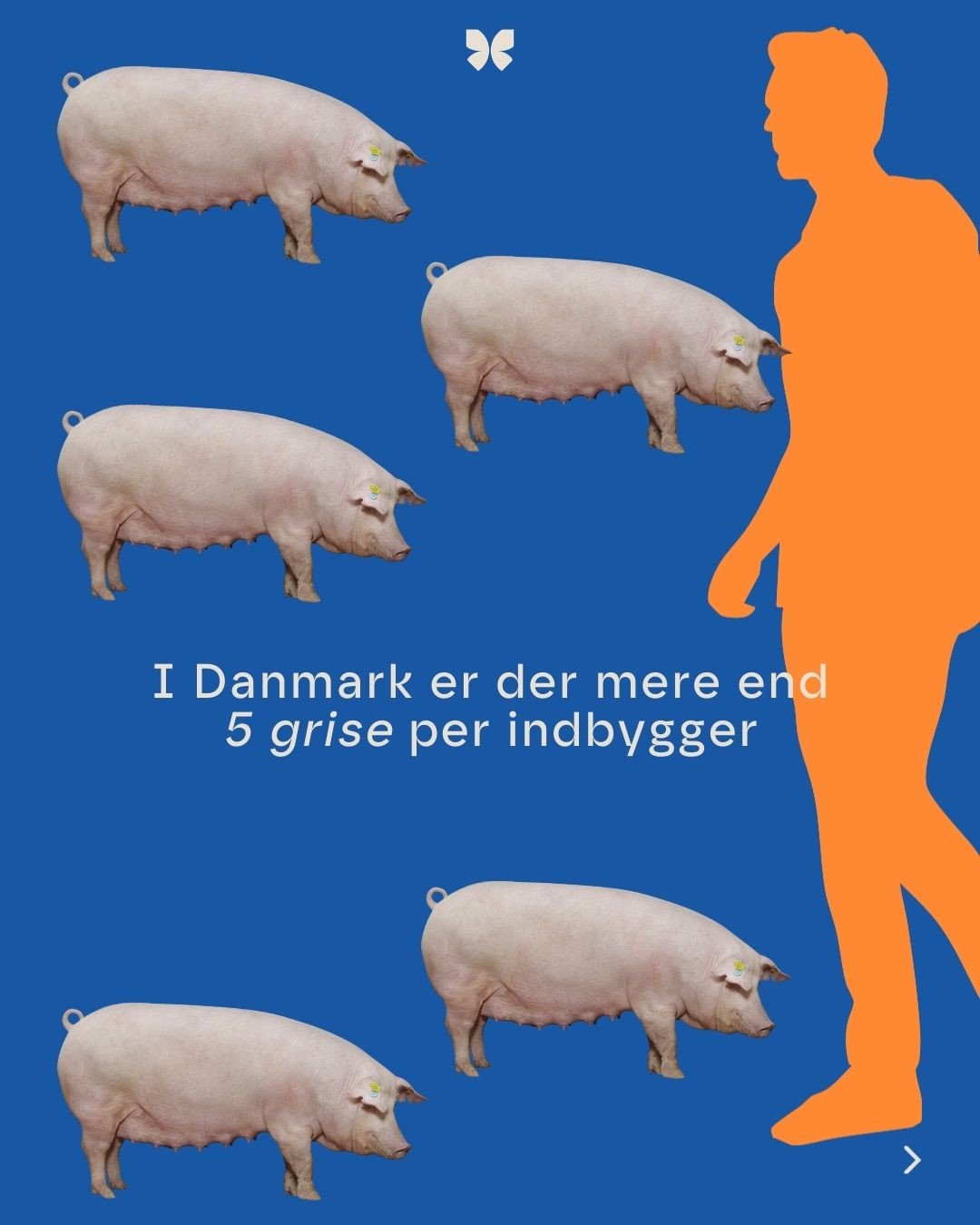 Instagram-opslag 1 · I Danmark er der mere end 5 grise per indbygger