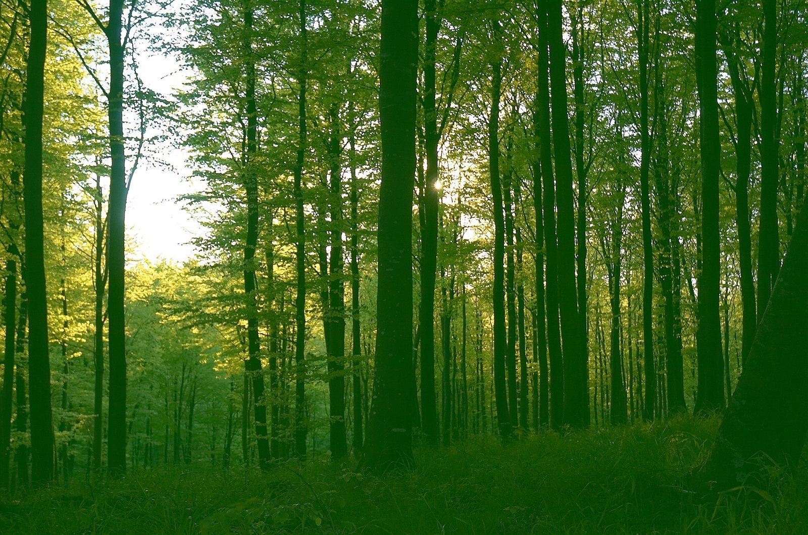 Sollys gennem en dansk bøgeskov